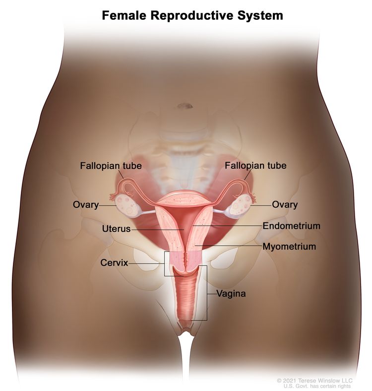 Anatomy of the female reproductive system; drawing shows the uterus, myometrium (muscular outer layer of the uterus), endometrium (inner lining of the uterus), ovaries, fallopian tubes, cervix, and vagina. Anatomy of the female reproductive system; drawing shows the uterus, myometrium (muscular outer layer of the uterus), endometrium (inner lining of the uterus), ovaries, fallopian tubes, cervix, and vagina.