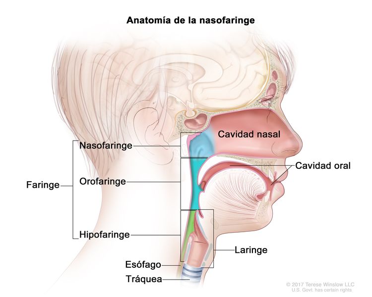 Anatomía de la nasofaringe. En la imagen se observan las tres partes de la faringe (garganta): la nasofaringe, la orofaringe y la hipofaringe. También se muestran la cavidad nasal, la cavidad oral, la laringe, el esófago y la tráquea. Anatomía de la nasofaringe. En la imagen se observan las tres partes de la faringe (garganta): la nasofaringe, la orofaringe y la hipofaringe. También se muestran la cavidad nasal, la cavidad oral, la laringe, el esófago y la tráquea.